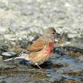 Carduelis_cannabina_ae7845