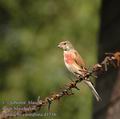 Carduelis_cannabina