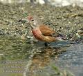 Carduelis_cannabina_dd0228