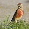 Carduelis_cannabina_fc0042