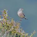 Carduelis_cannabina_fd0108