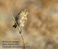 Carduelis_cannabina_ka9966