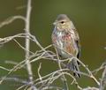 Carduelis_cannabina_kb0037