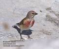 Carduelis_cannabina_pi3373