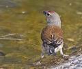 Carduelis_cannabina_pi6303