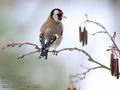 Carduelis_carduelis