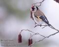 Carduelis_carduelis