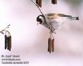 Carduelis_carduelis