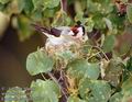 Carduelis_carduelis