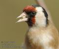 Carduelis_carduelis