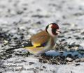 Carduelis_carduelis