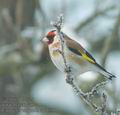 Carduelis_carduelis_ad7639