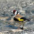 Carduelis_carduelis_ae7211