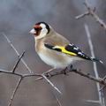 Carduelis_carduelis_ba0100