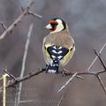 Carduelis_carduelis_ba0104