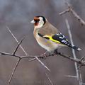 Carduelis_carduelis_ba0110