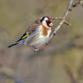 Carduelis_carduelis_ba4391