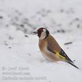 Carduelis_carduelis_be5480