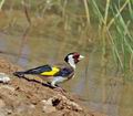 Carduelis_carduelis_bg9739