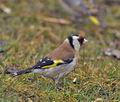 Carduelis_carduelis_br1885