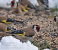 Carduelis_carduelis_c0225