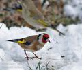 Carduelis_carduelis_c0259