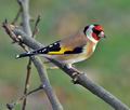 Carduelis_carduelis_ca6730