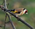 Carduelis_carduelis_ca6731