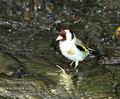 Carduelis_carduelis