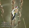 Carduelis_carduelis