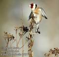 Carduelis_carduelis