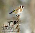 Carduelis_carduelis