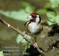 Carduelis_carduelis_da9637