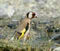 Carduelis_carduelis_dd0474