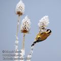 Carduelis_carduelis_e06854