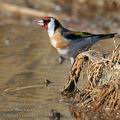 Carduelis_carduelis_fg1936