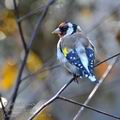 Carduelis_carduelis_h0170