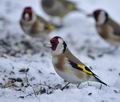 Carduelis_carduelis_hz0452