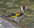 Carduelis_carduelis_pi6349