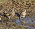 Carduelis_carduelis_rb3126