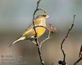 Carduelis_chloris