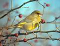 Carduelis_chloris