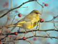 Carduelis_chloris