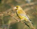 Carduelis_chloris