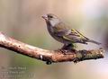 Carduelis_chloris