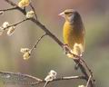 Carduelis_chloris