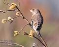 Carduelis_chloris