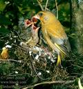 Carduelis_chloris