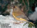 Carduelis_chloris