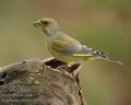 Carduelis_chloris